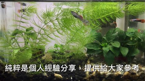 養魚先養水|什麼是養水？